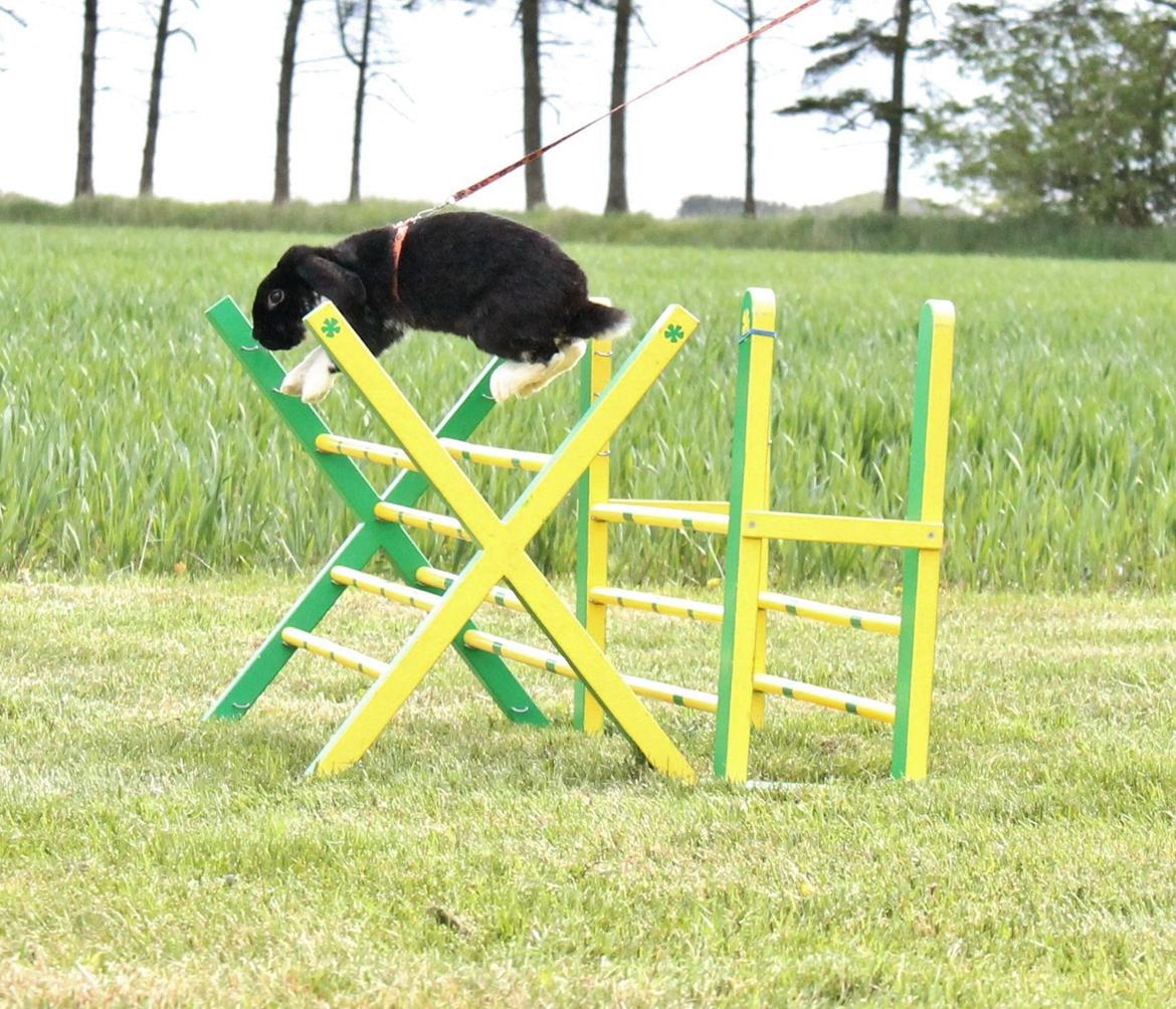 Kanin Pearcy billede 2