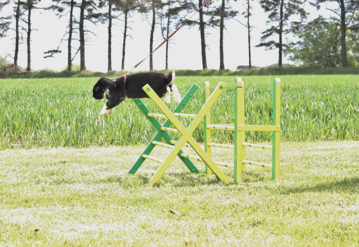 Kanin Pearcy billede 1