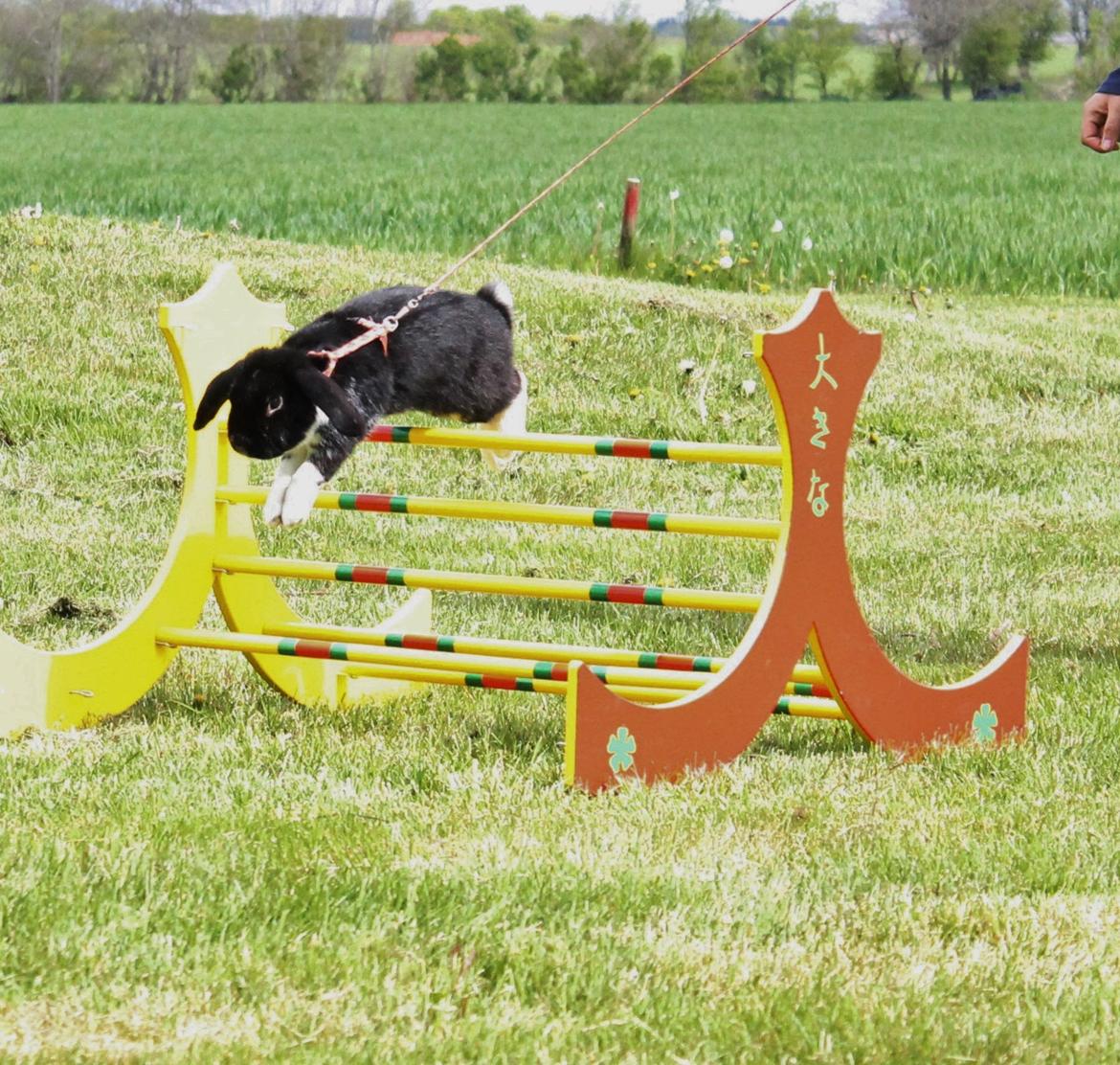 Kanin Pearcy billede 3