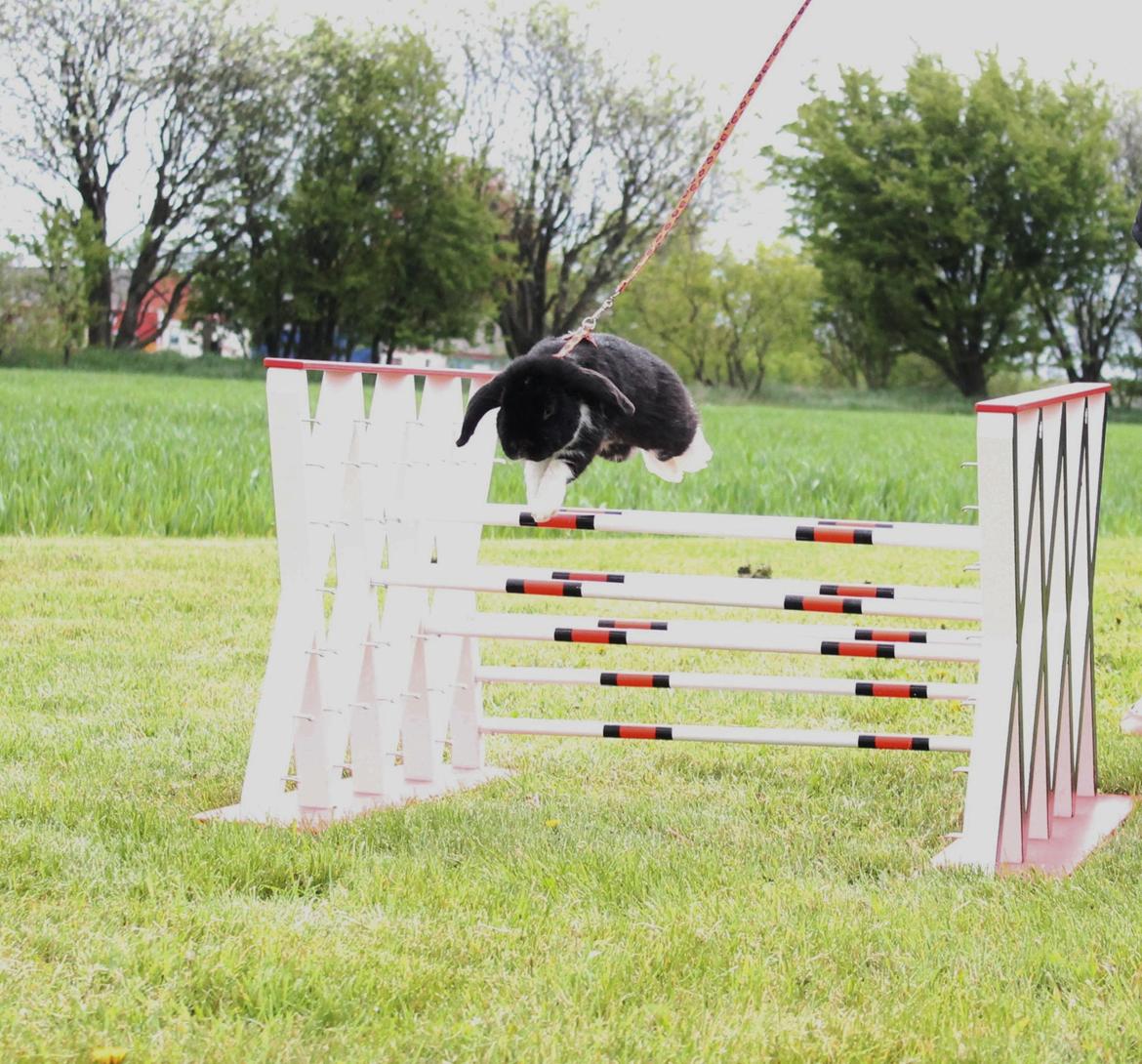 Kanin Pearcy billede 5