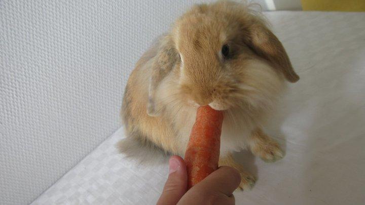 Kanin Melanie billede 2