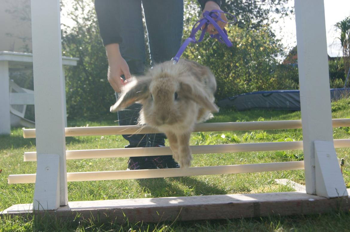 Kanin Melanie billede 4