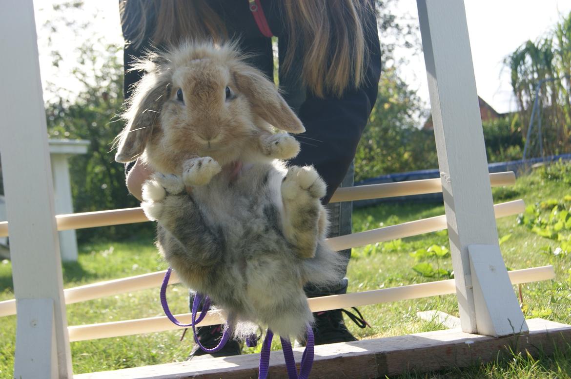 Kanin Melanie billede 5