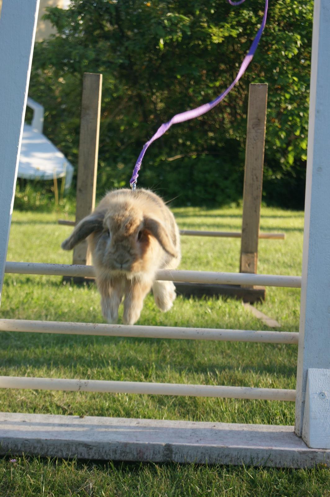 Kanin Melanie billede 6