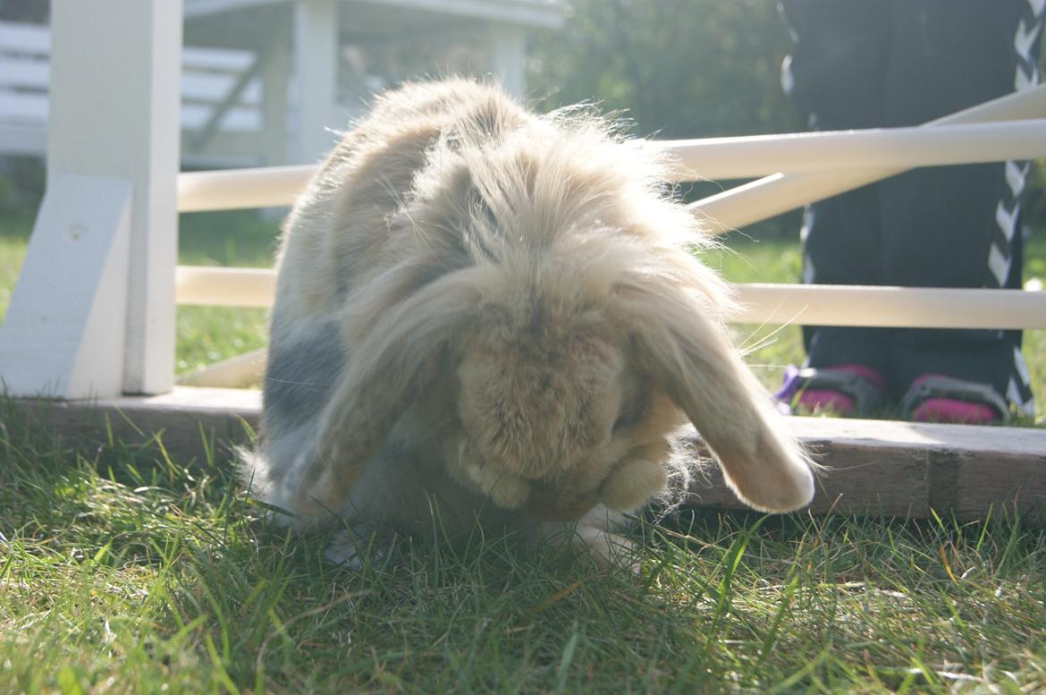 Kanin Melanie billede 7