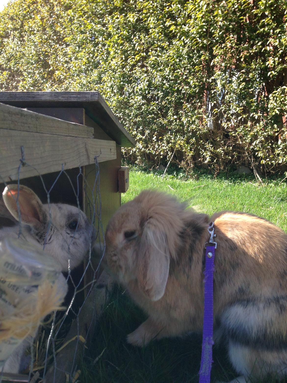 Kanin Melanie billede 8