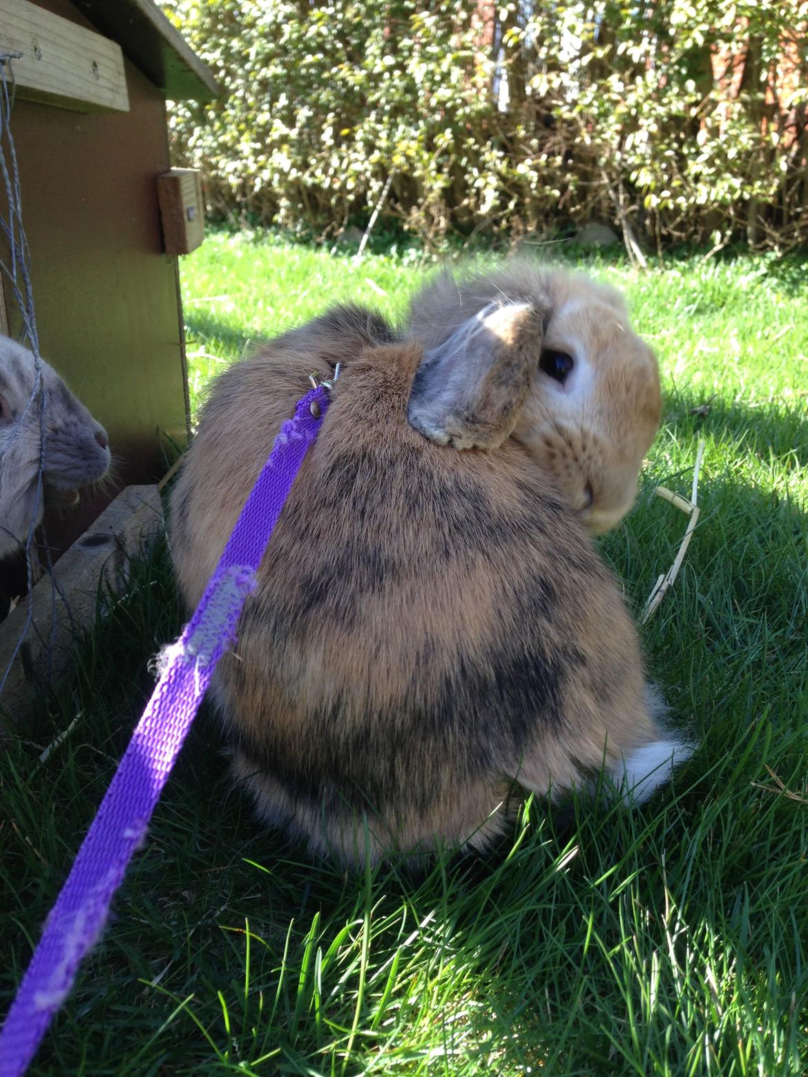 Kanin Melanie billede 9