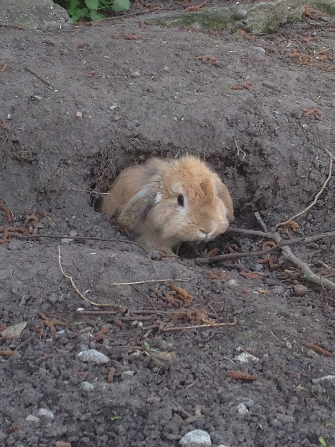 Kanin Melanie billede 10