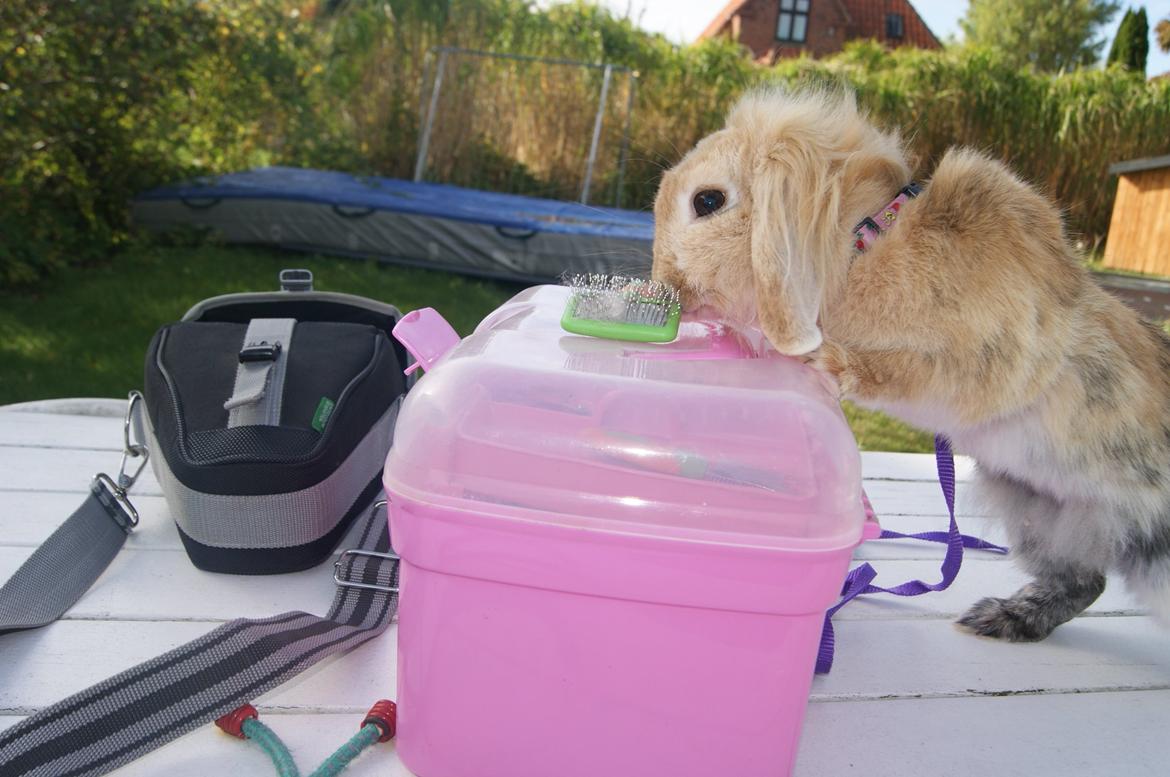 Kanin Melanie billede 11