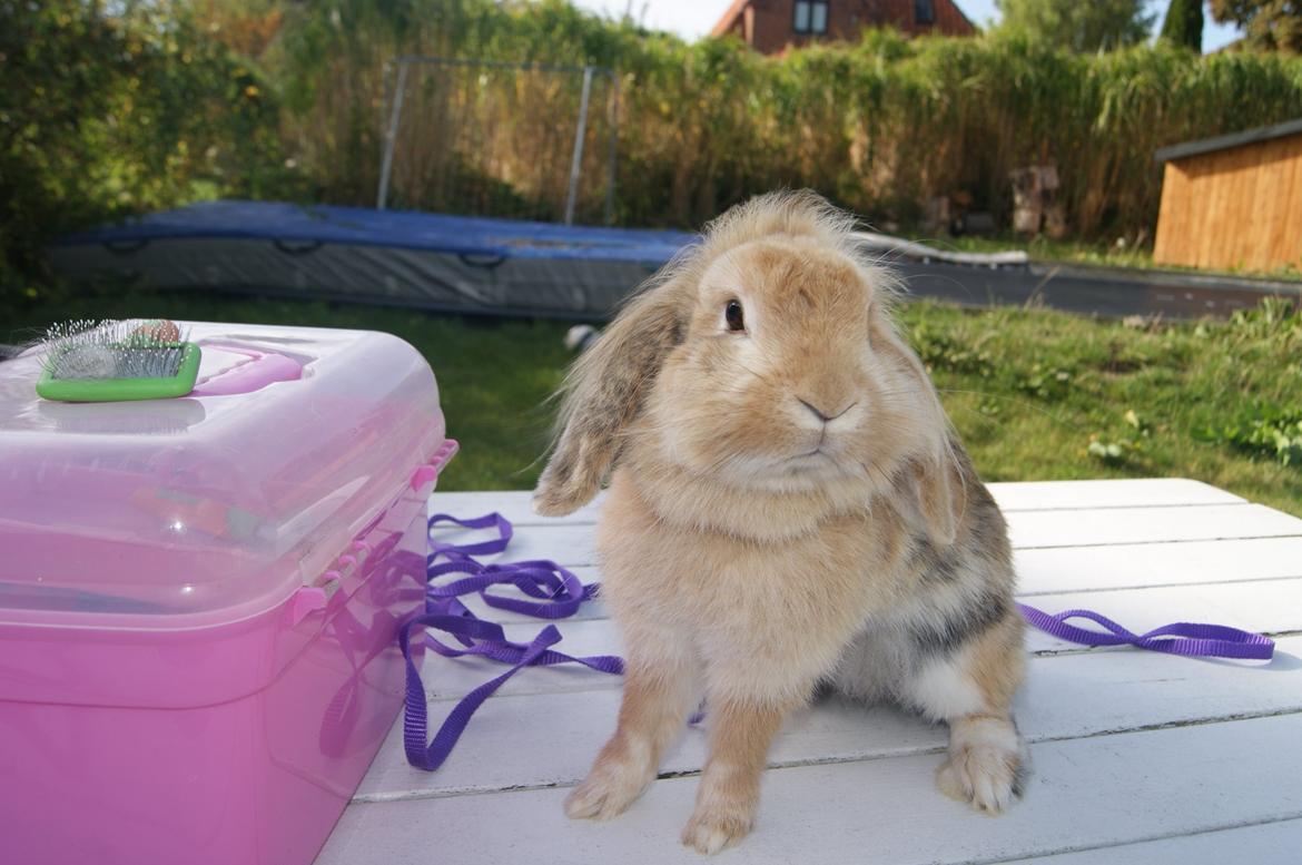 Kanin Melanie billede 12