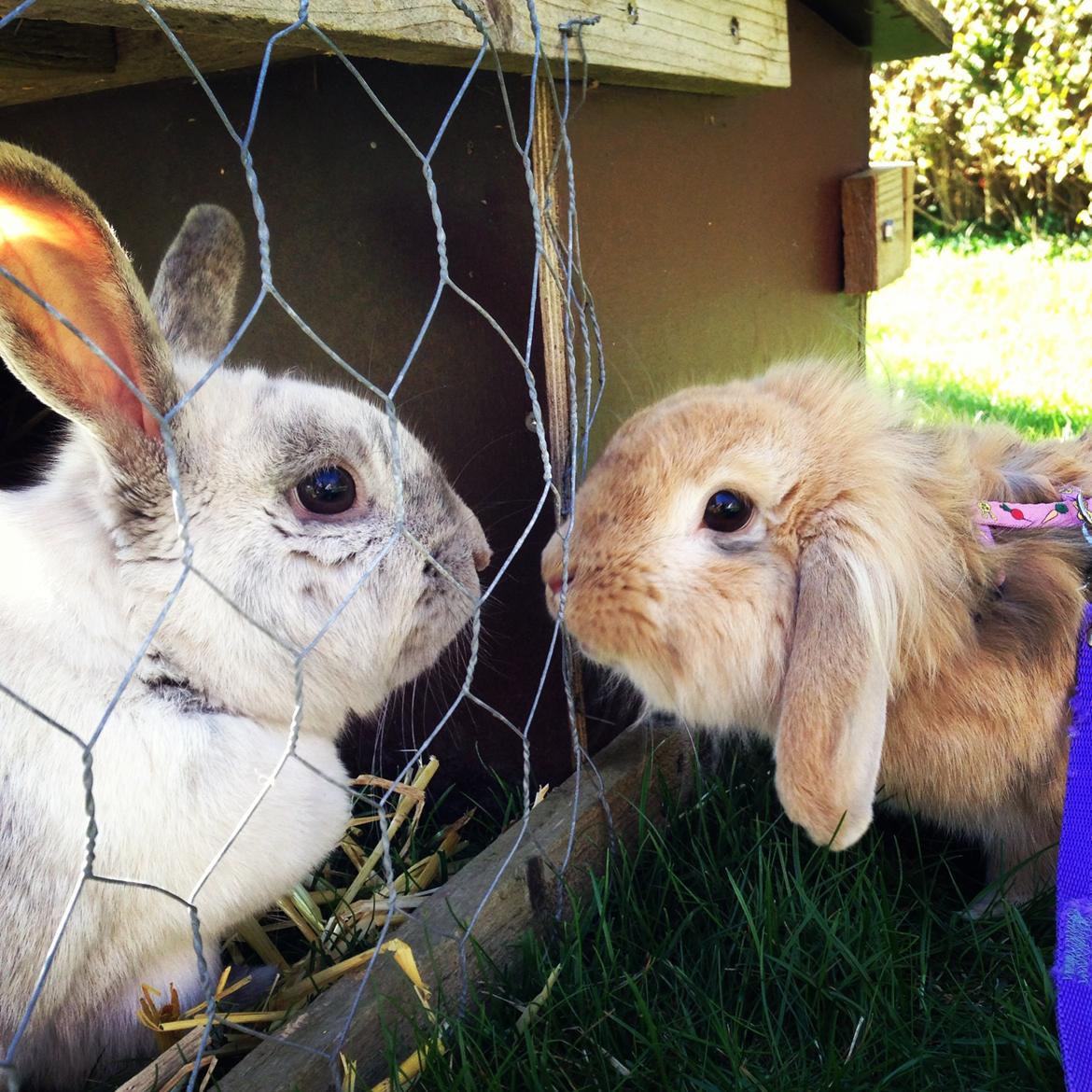 Kanin Melanie billede 13