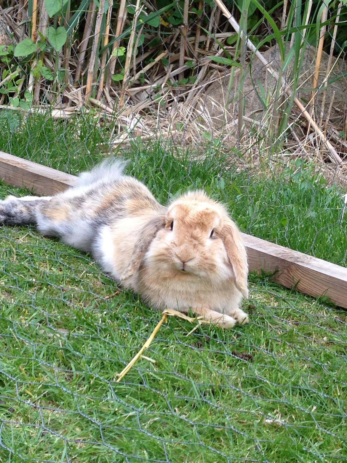 Kanin Melanie billede 14