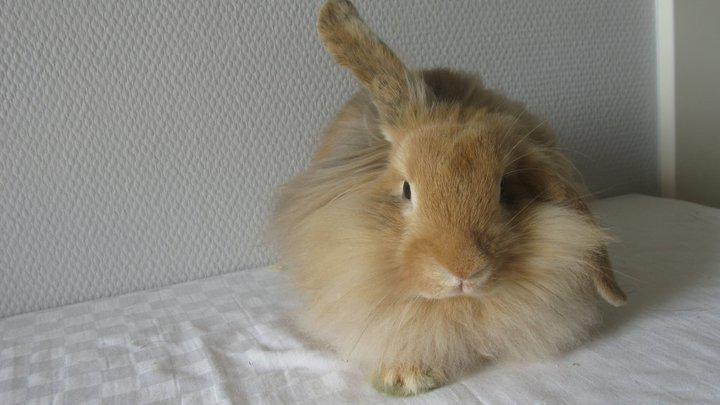 Kanin Melanie billede 3