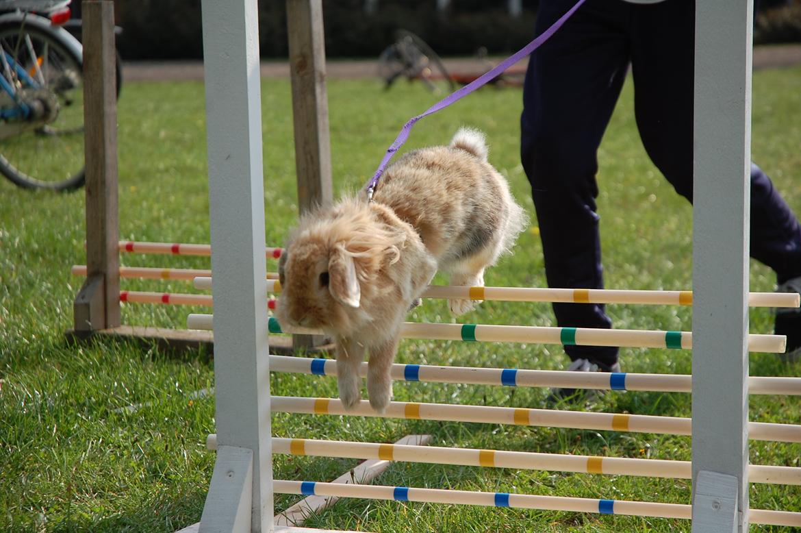 Kanin Melanie billede 15