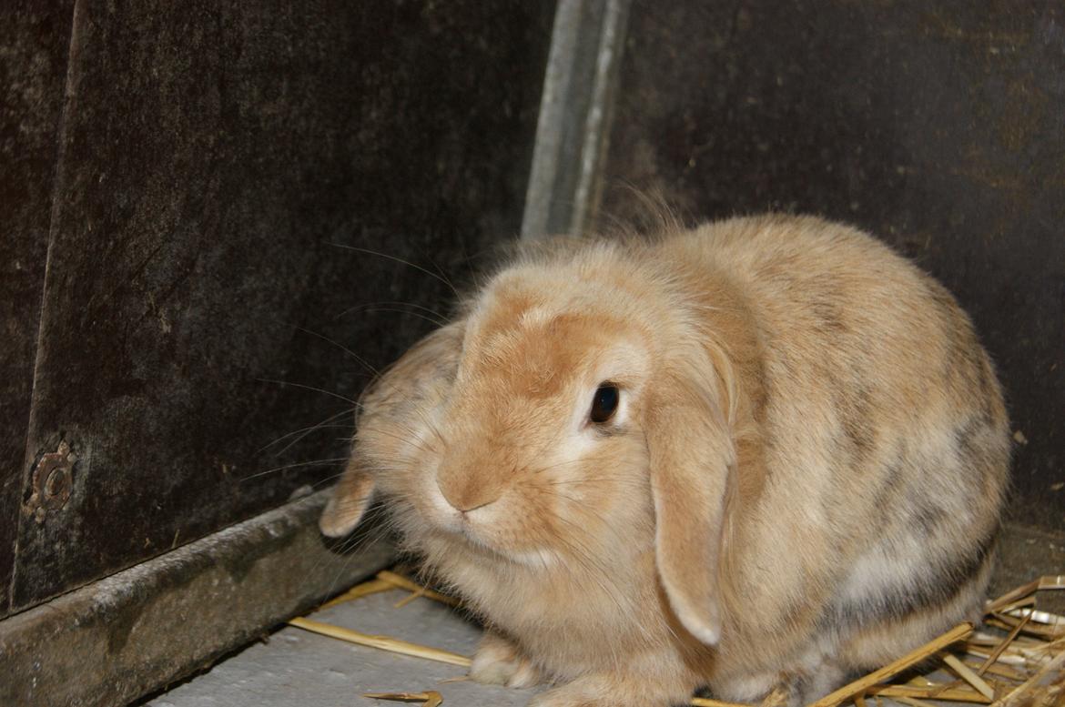 Kanin Melanie billede 16