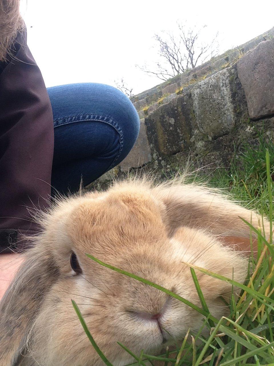 Kanin Melanie billede 17