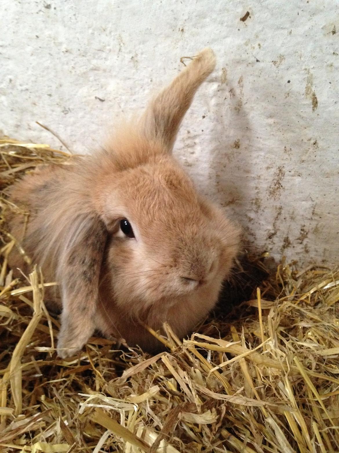 Kanin Melanie billede 1