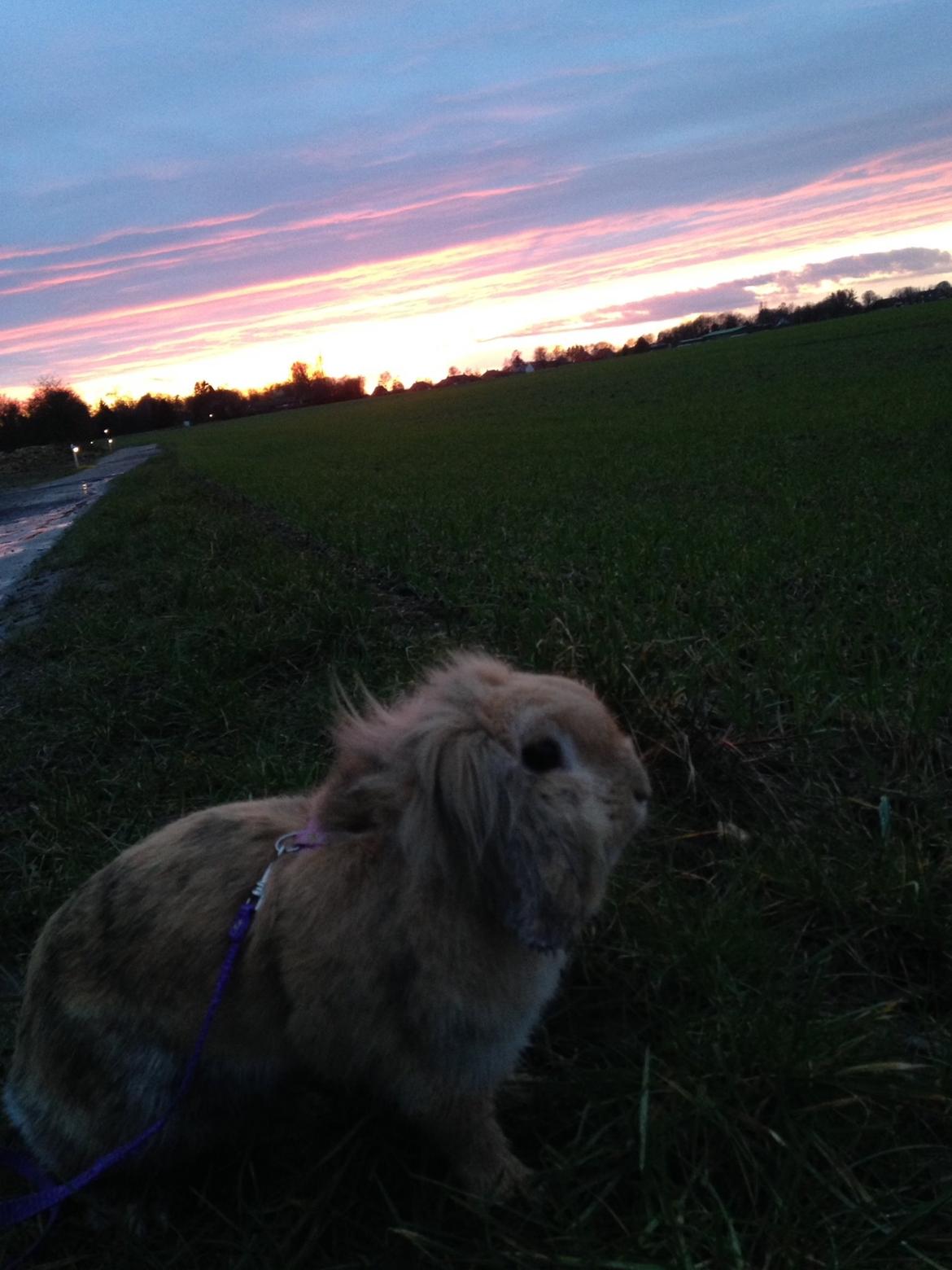 Kanin Melanie billede 18