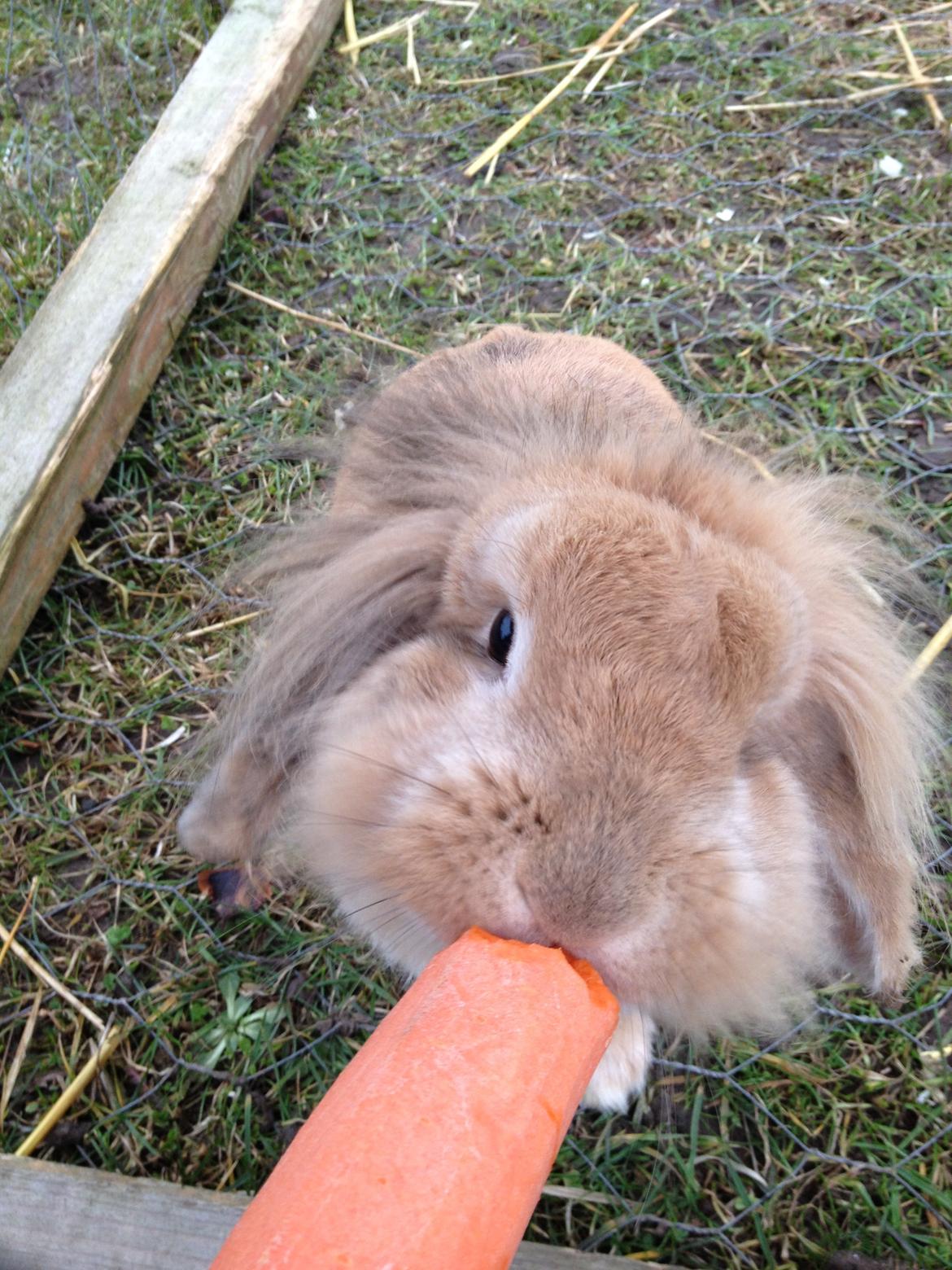 Kanin Melanie billede 19