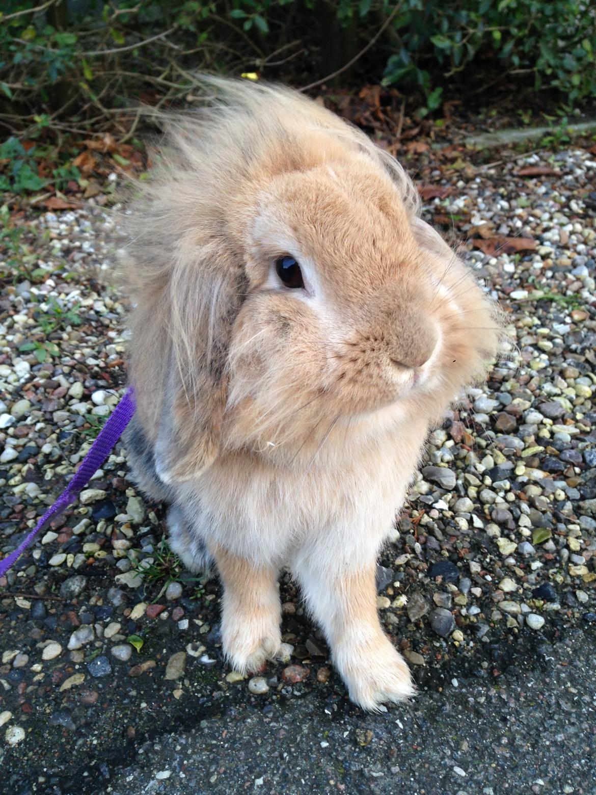 Kanin Melanie billede 20