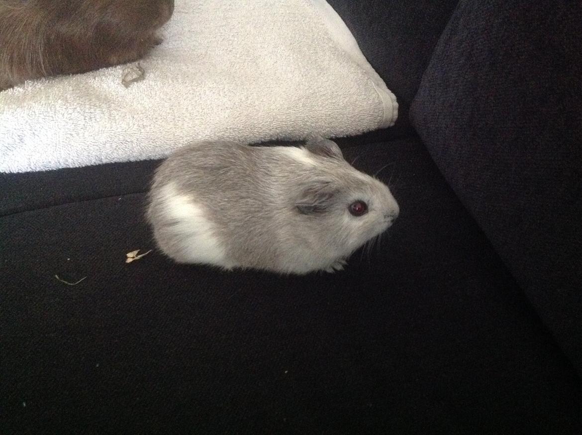 Marsvin Anton billede 1