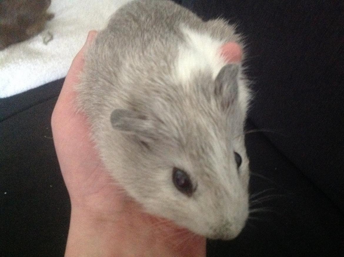 Marsvin Anton billede 3