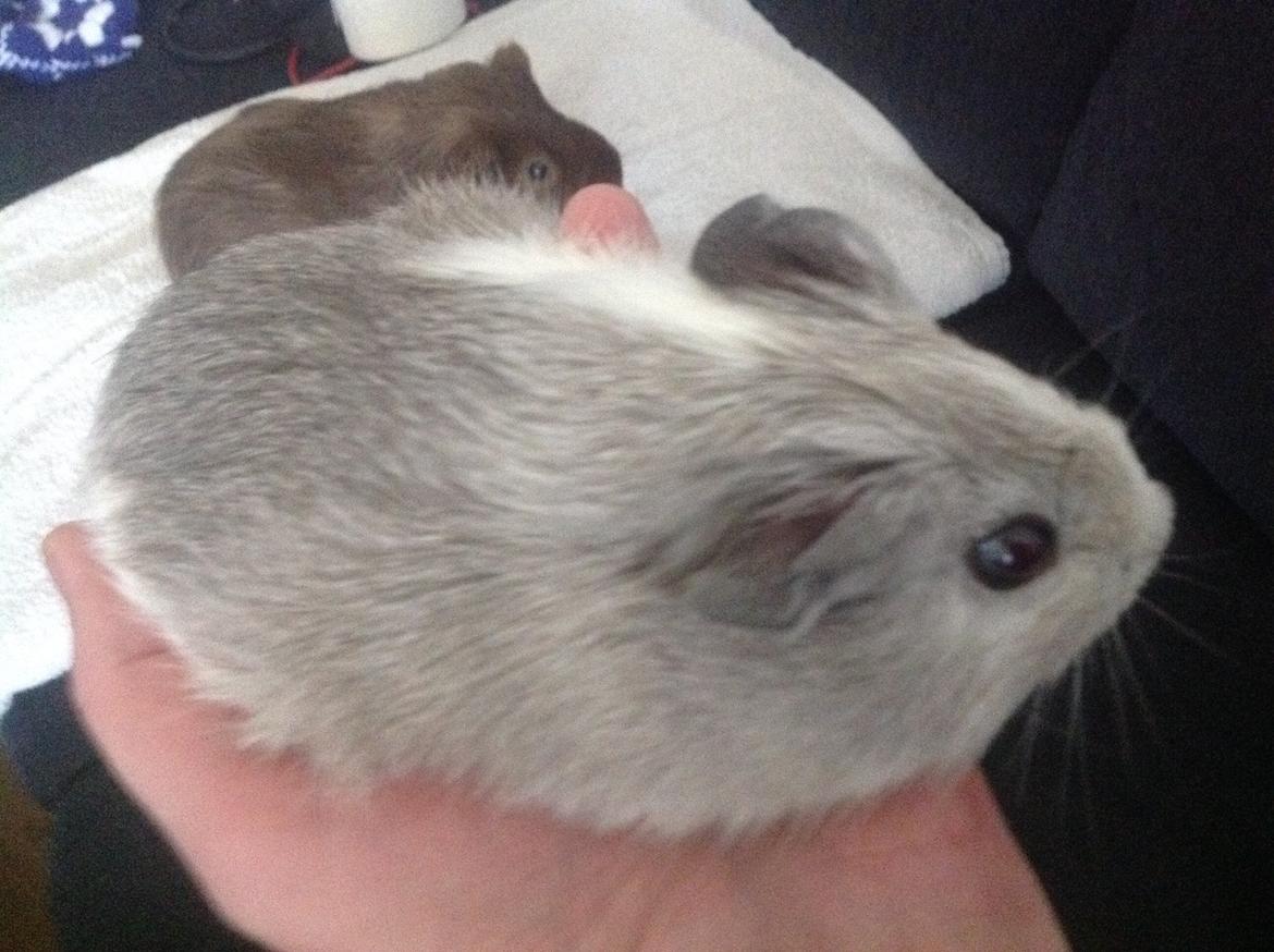 Marsvin Anton billede 4