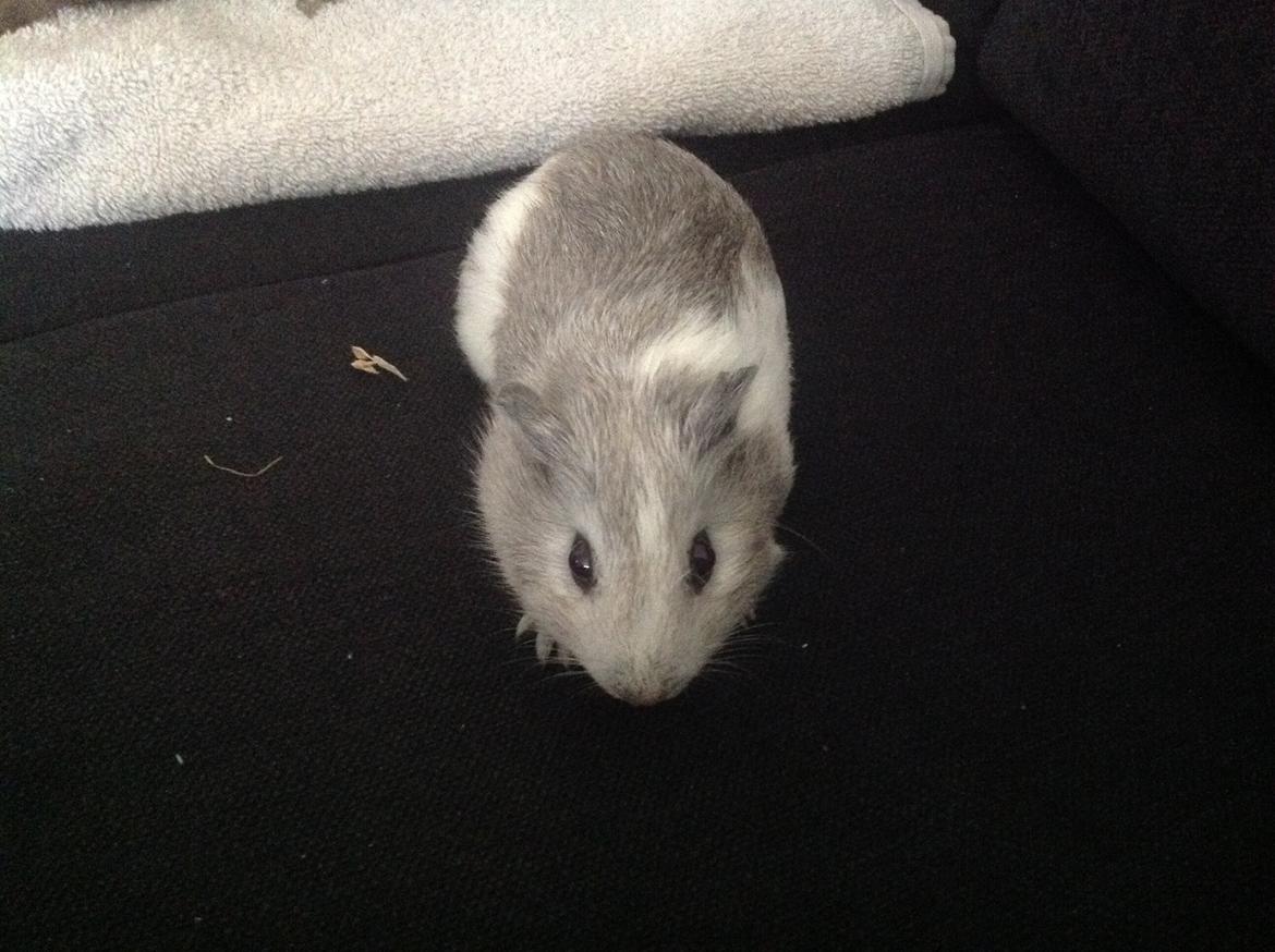 Marsvin Anton billede 2