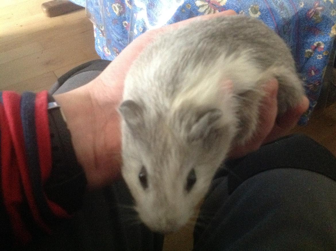 Marsvin Anton billede 5