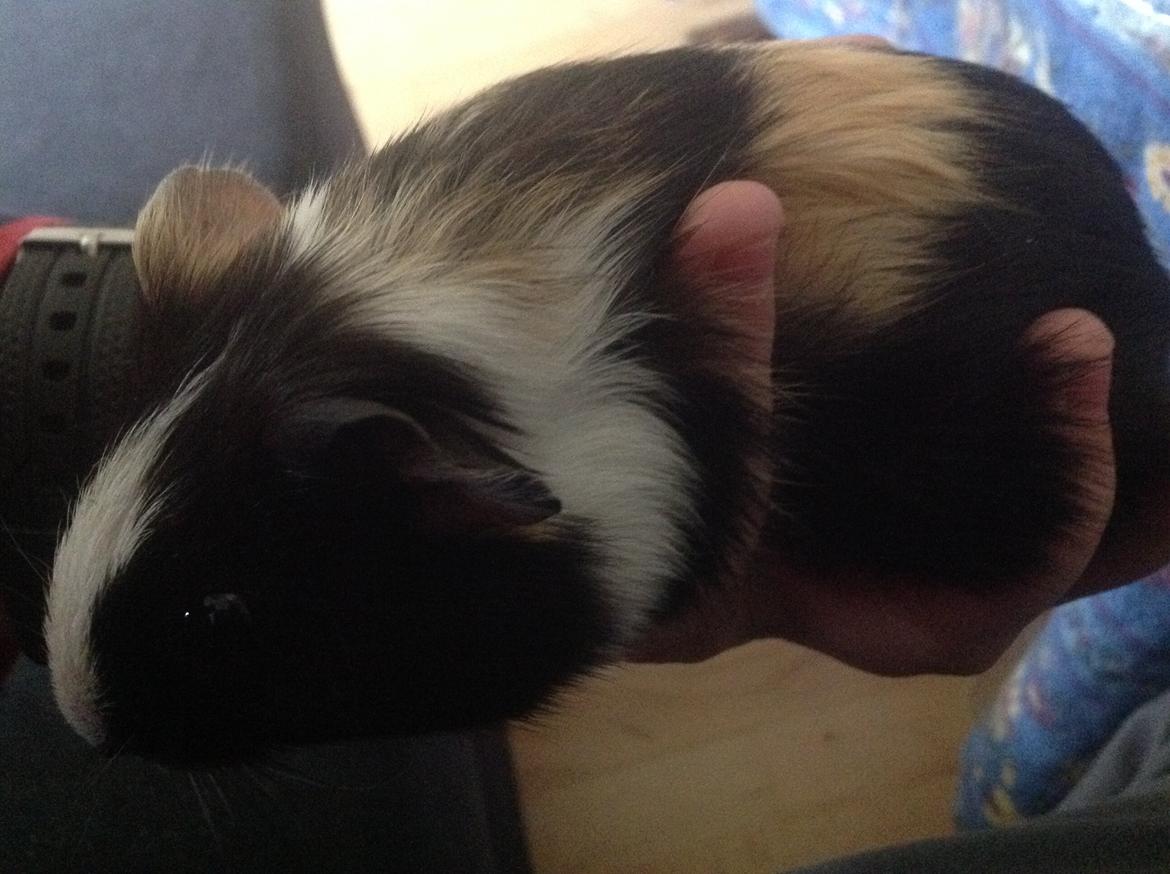 Marsvin Henry billede 2