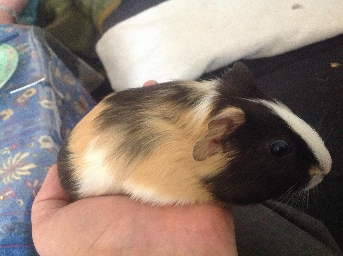 Marsvin Henry billede 3