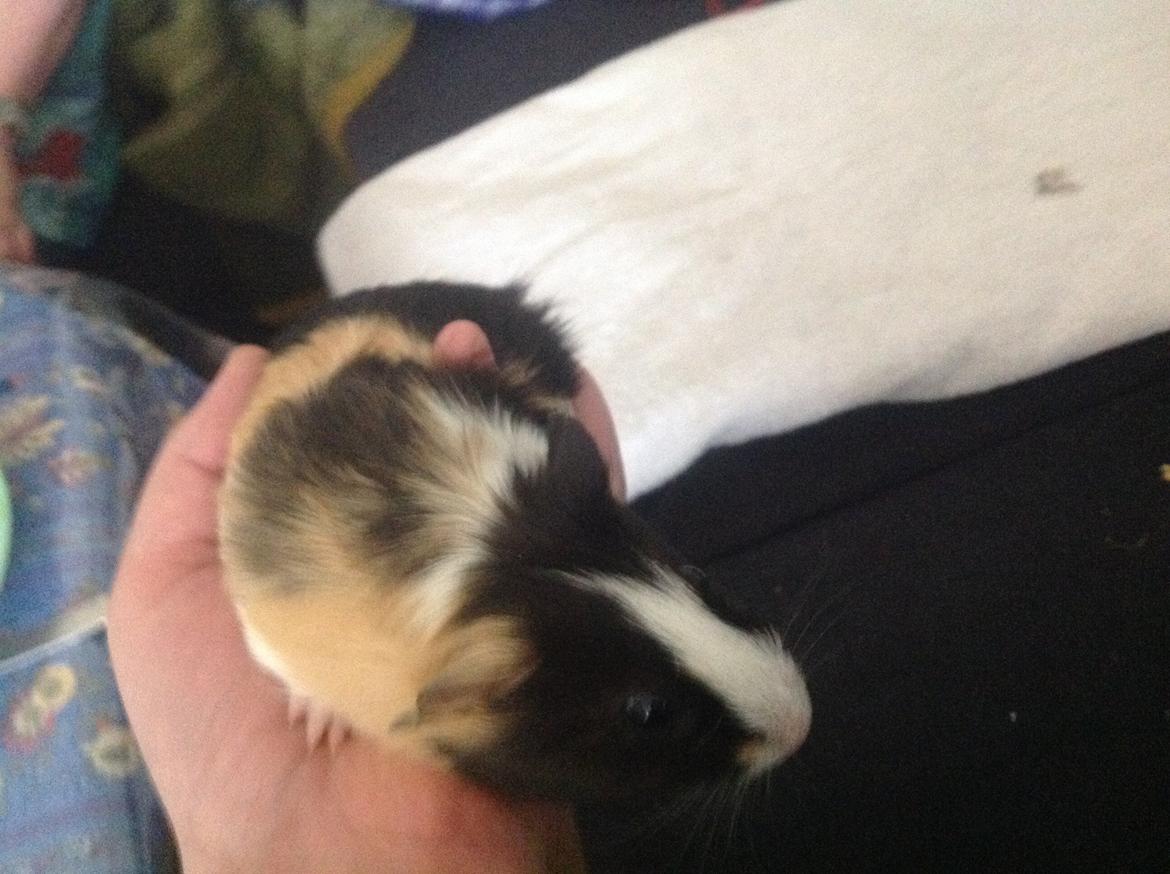 Marsvin Henry billede 1