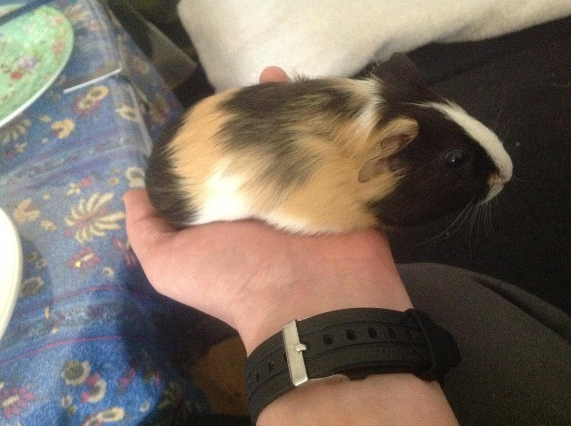 Marsvin Henry billede 5