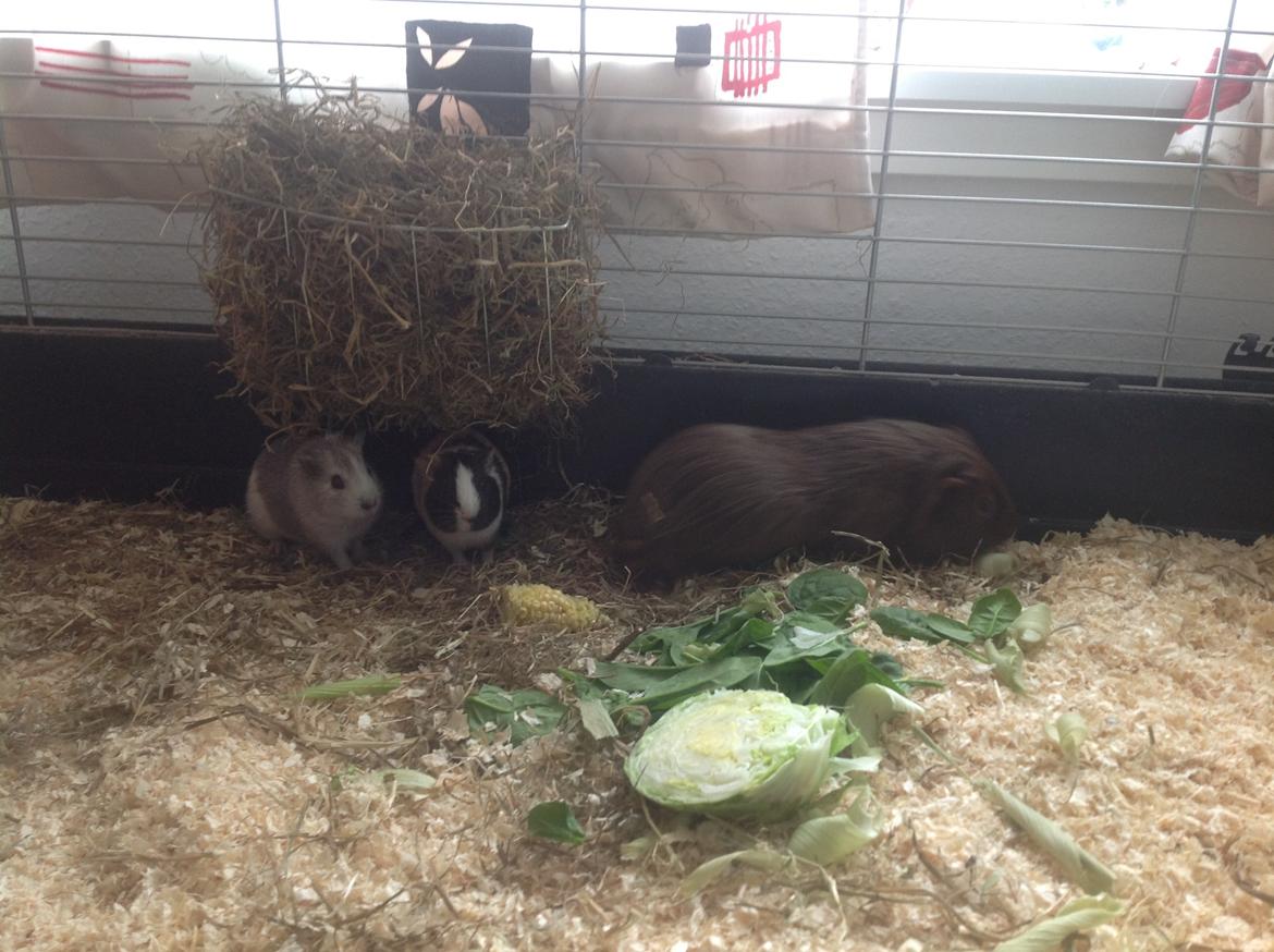 Marsvin Henry billede 6