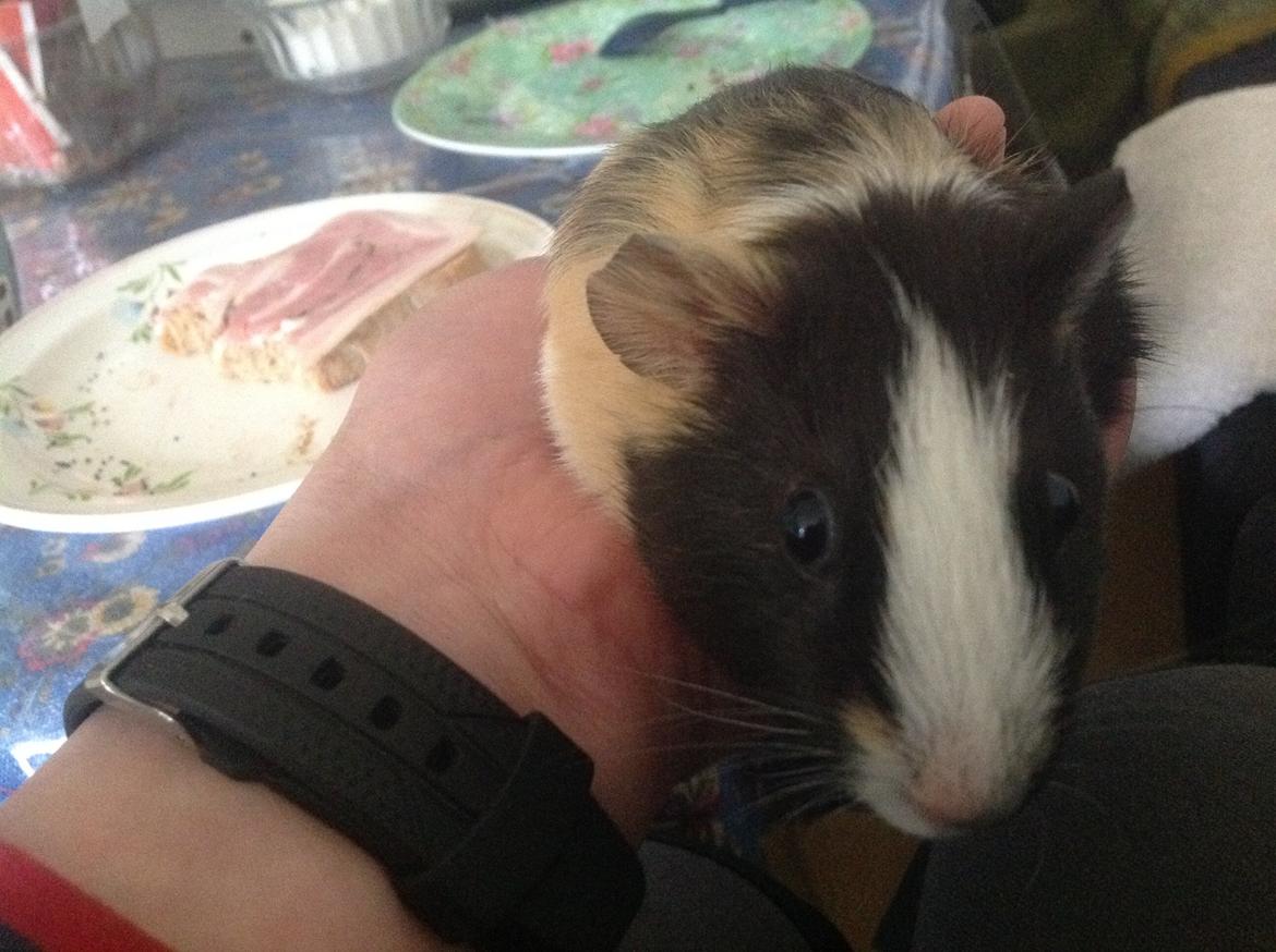 Marsvin Henry billede 4