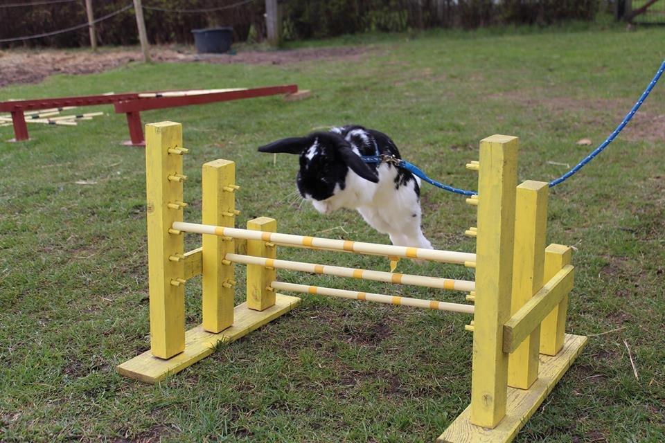 Kanin HopHans billede 4