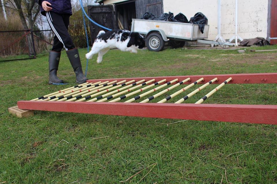 Kanin HopHans - 150 cm langt :) billede 1