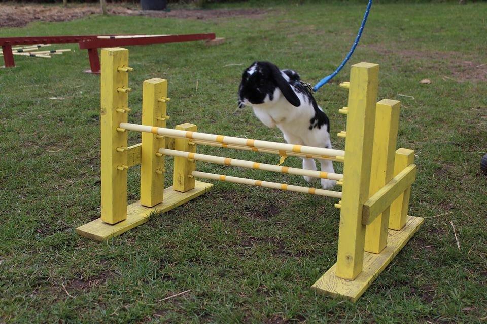 Kanin HopHans billede 5