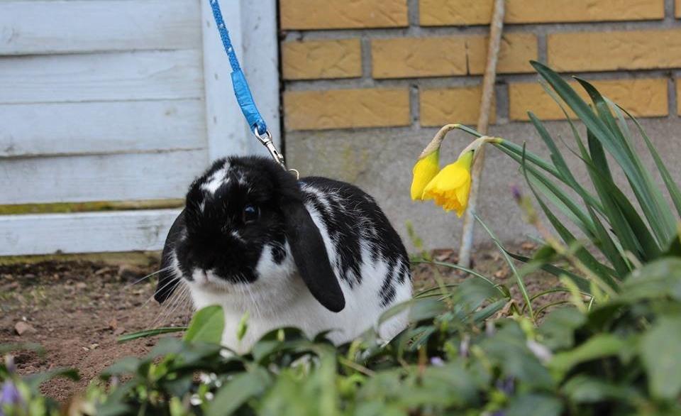 Kanin HopHans billede 3