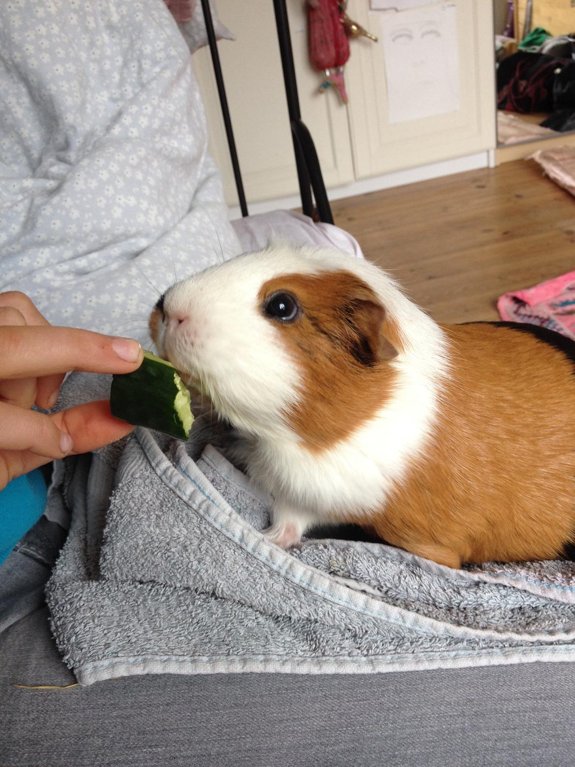 Marsvin Brunpote <3 billede 18