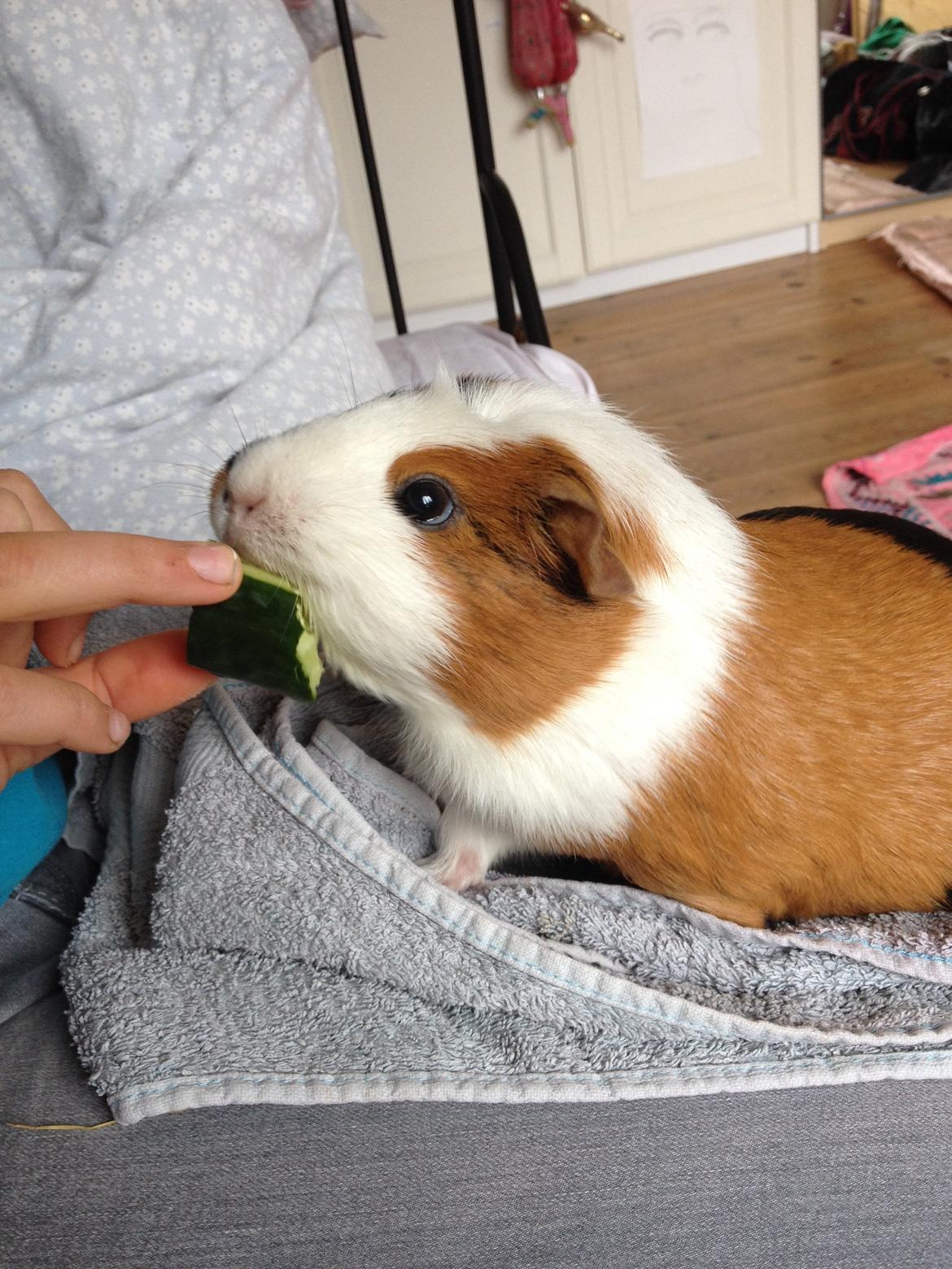 Marsvin Brunpote <3 billede 17