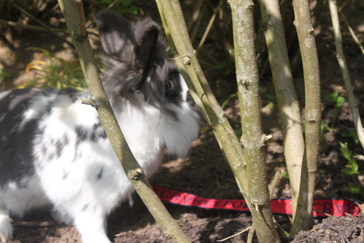 Kanin Leeds Hot N Tot (Totte) billede 1