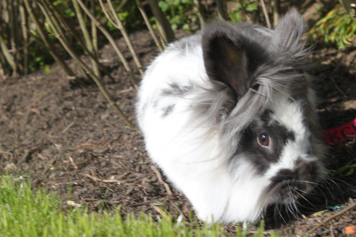 Kanin Leeds Hot N Tot (Totte) billede 3