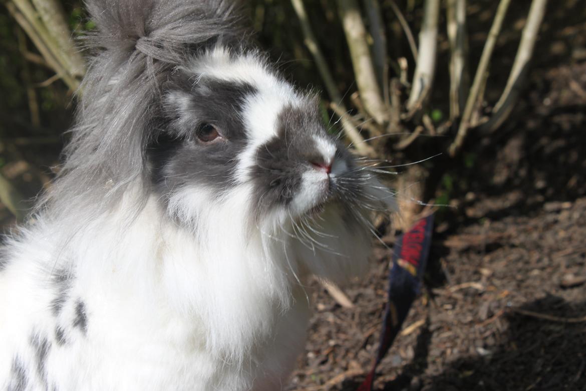 Kanin Leeds Hot N Tot (Totte) billede 4