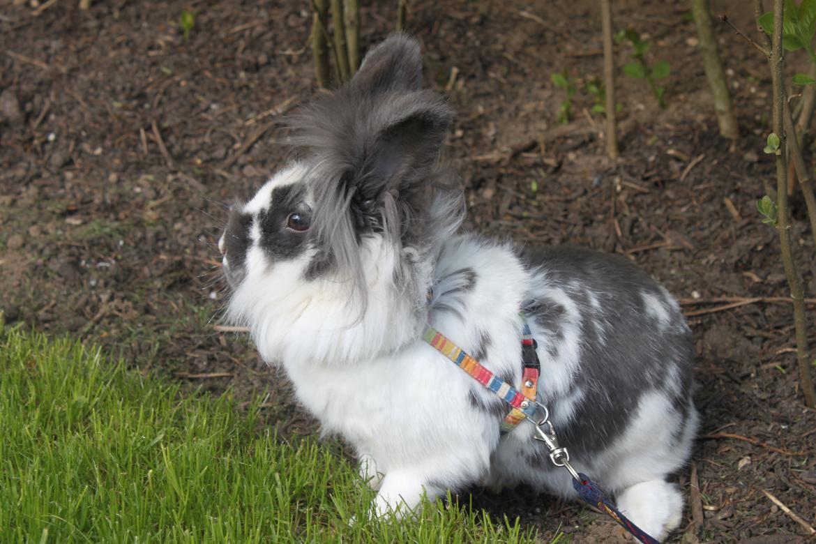 Kanin Leeds Hot N Tot (Totte) billede 5