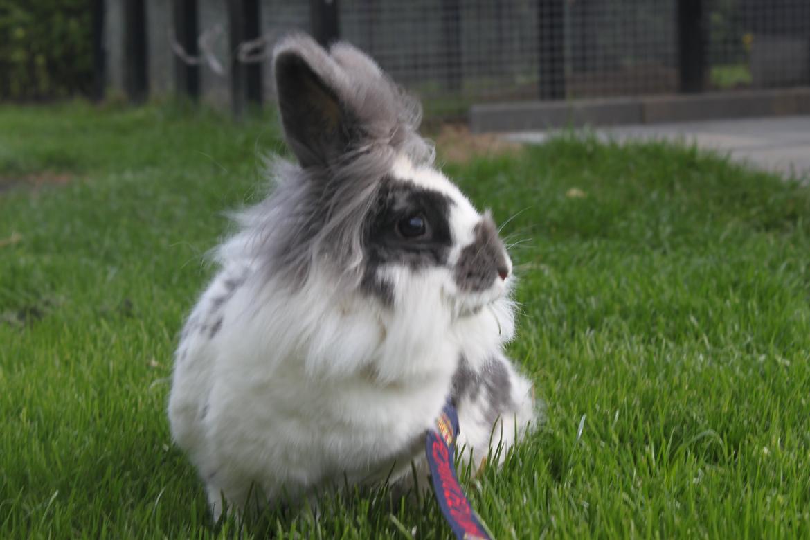 Kanin Leeds Hot N Tot (Totte) billede 6