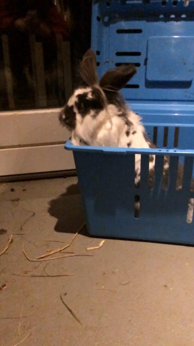 Kanin Leeds Hot N Tot (Totte) billede 7