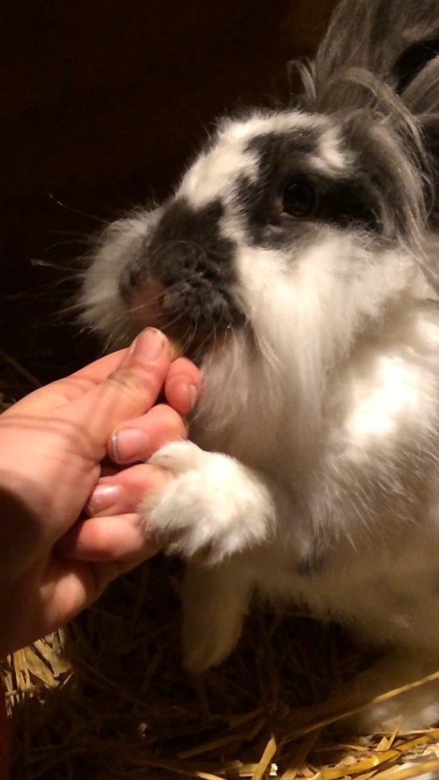 Kanin Leeds Hot N Tot (Totte) billede 8