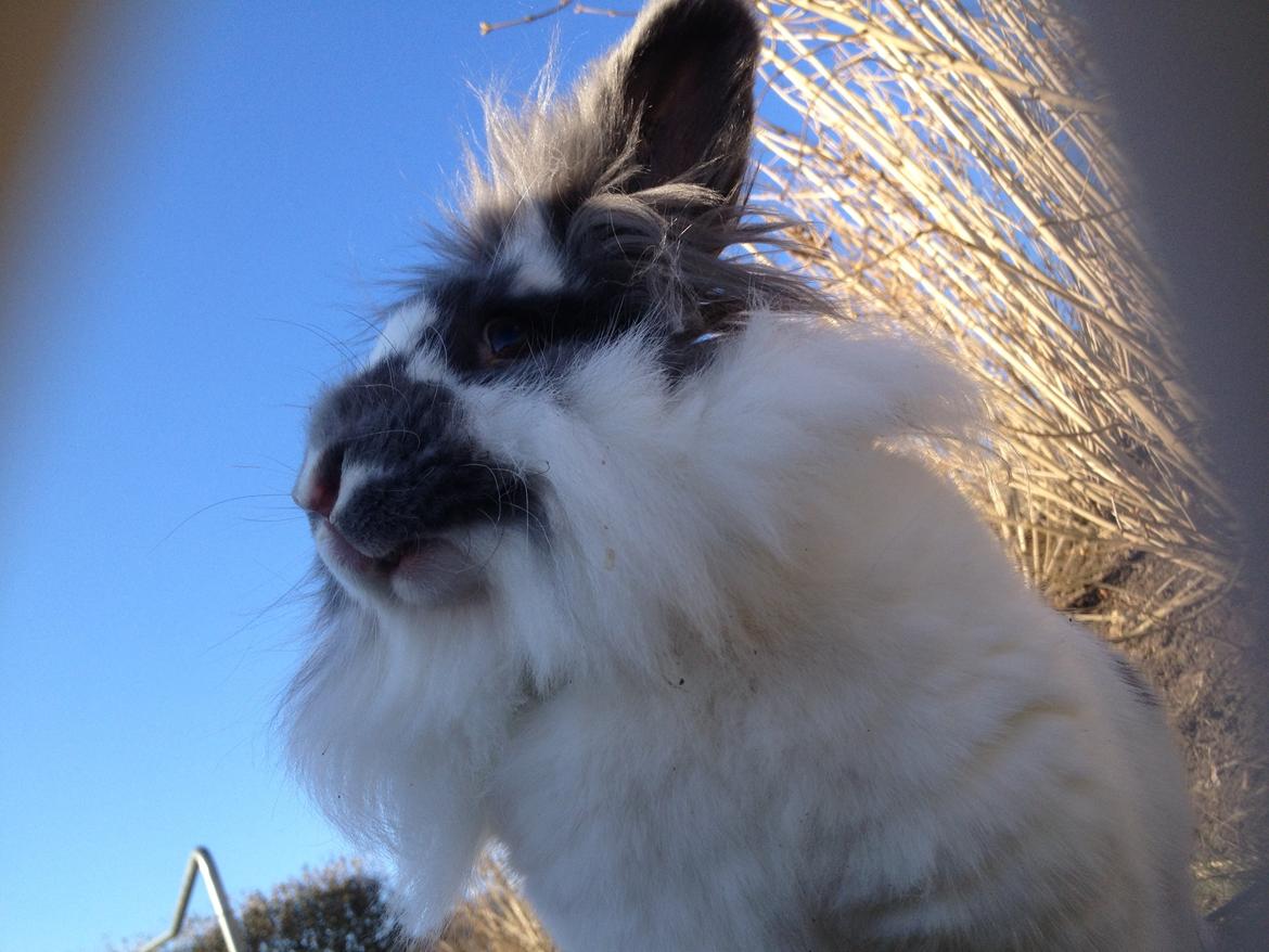 Kanin Leeds Hot N Tot (Totte) billede 9