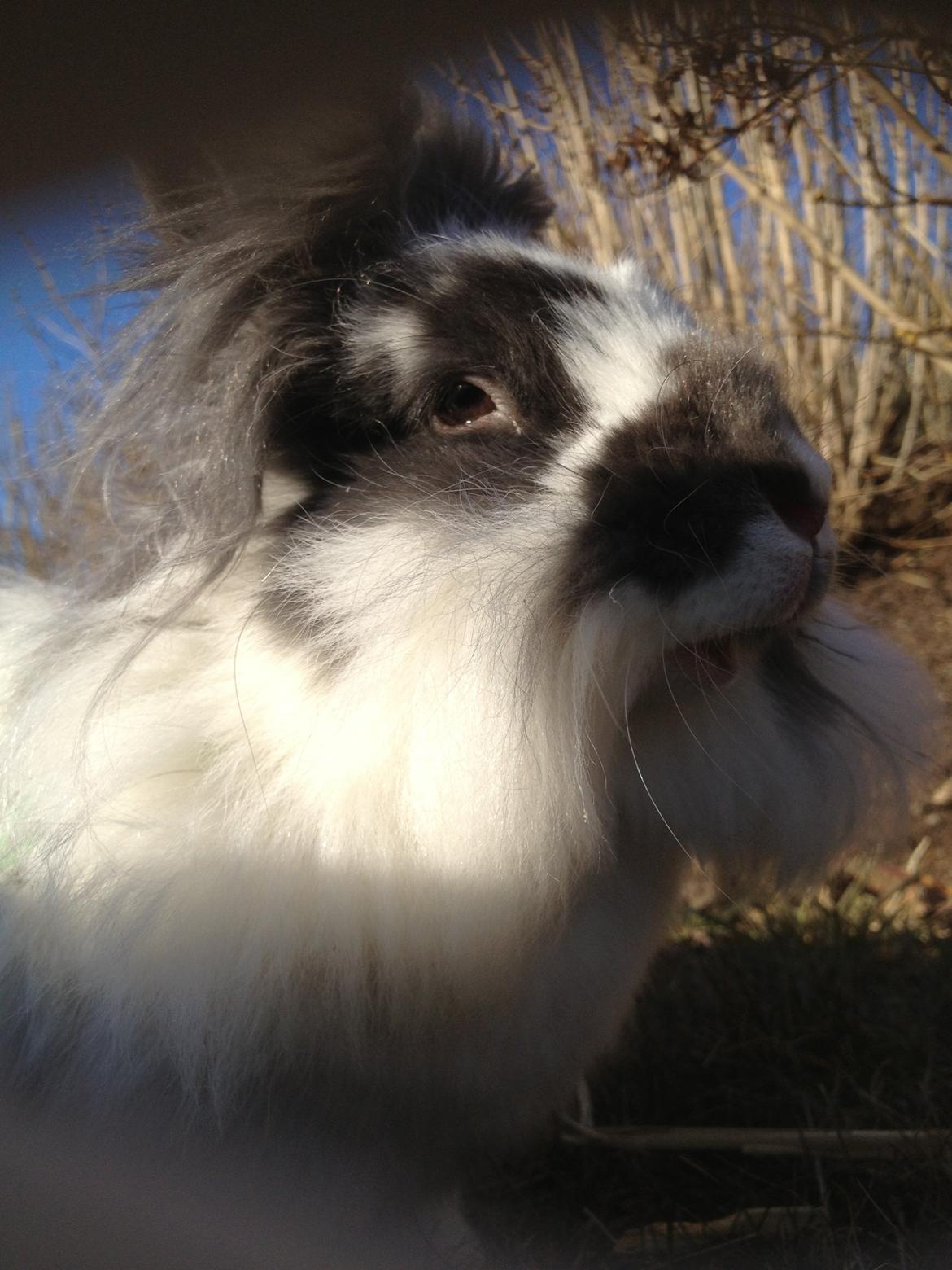 Kanin Leeds Hot N Tot (Totte) billede 10